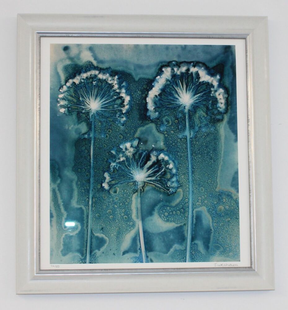 Limited Edition Cyanotype Print