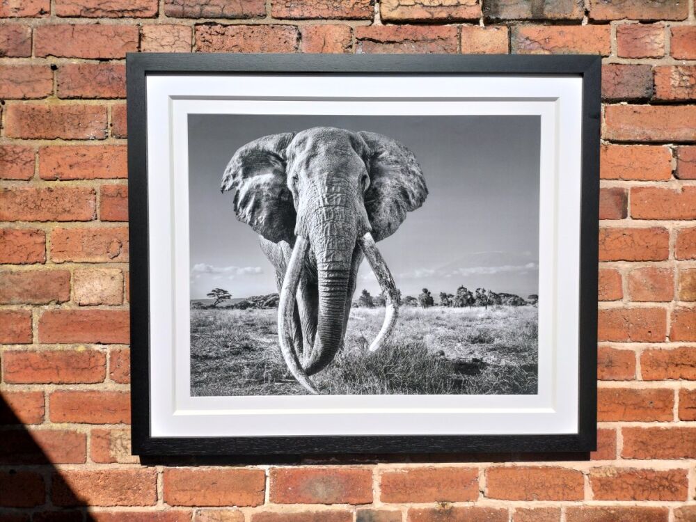 Black and White Photograph of African Elephant